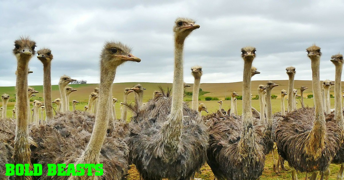Bold Beasts: 5 Ostrich Facts